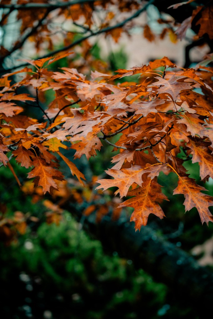 leaves in the fall - garry oak