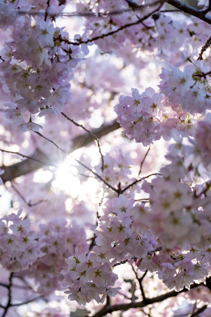 cherry blossoms in full bloom victoria british columbia 