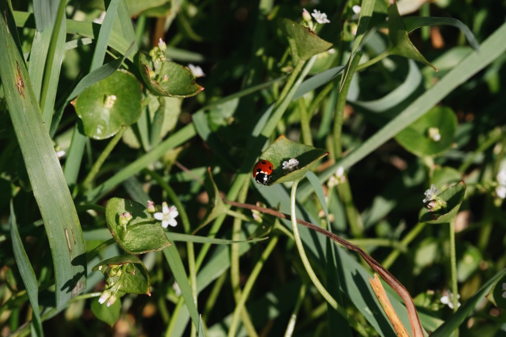 ladybug on grass